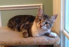 Frazier