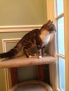 Frazier