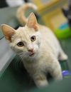 Bullwinkle - extra toes on all 4 feet!