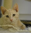 Bullwinkle - extra toes on all 4 feet!