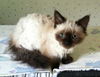Samson
