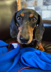 Snuffles