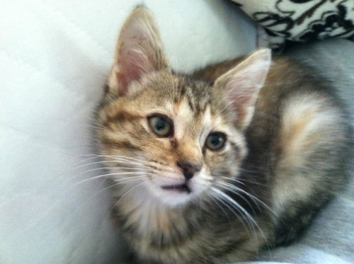 Junebug
