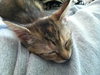Junebug