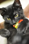 Onyx
