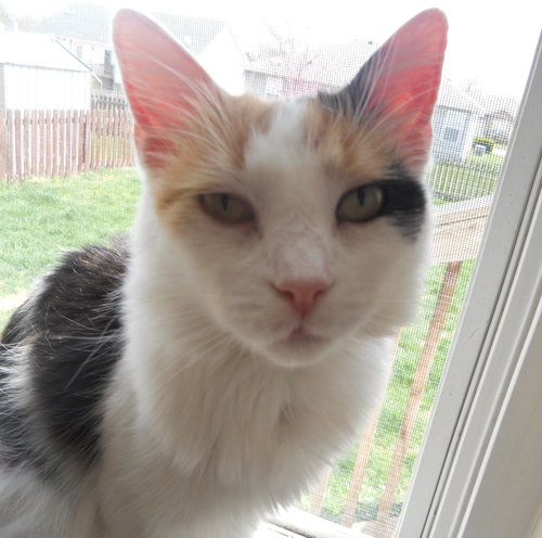 Shirley