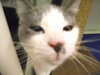 Antonio