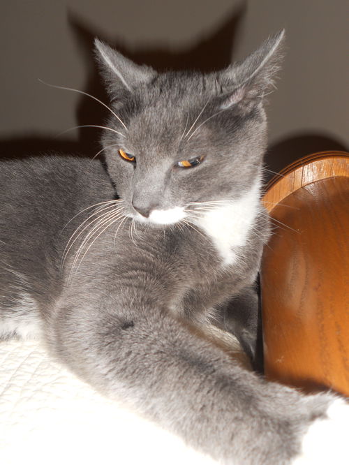 Toby
