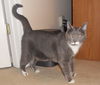 Toby