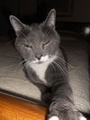 Toby
