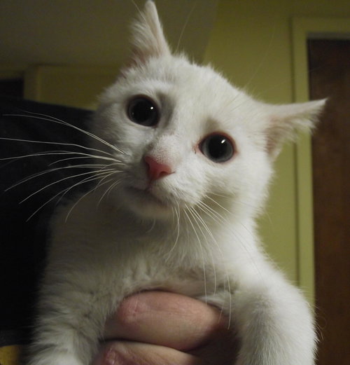 Cotton