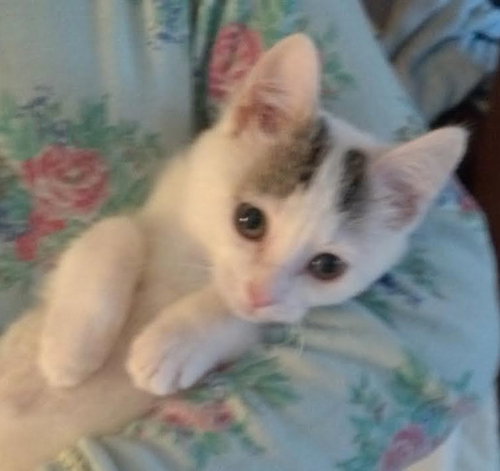 Fratello