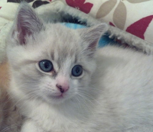 Nermal