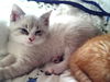 Nermal