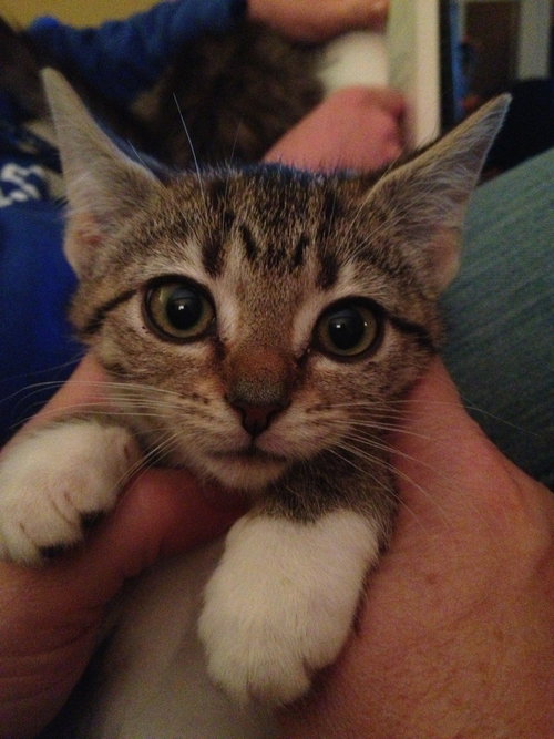 Snickerdoodle