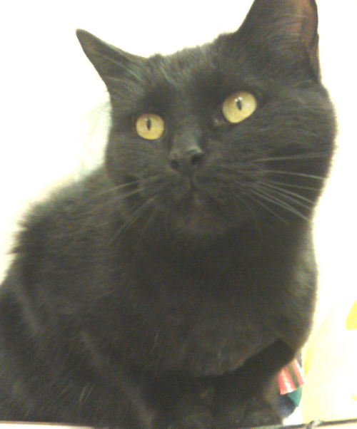 Salem