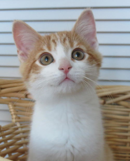 Orange Julius