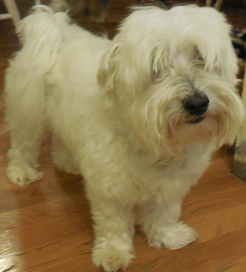 Angus