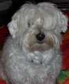 Angus