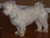 Angus