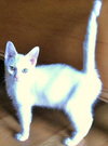 Julian