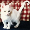 Julian