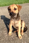 Gidget