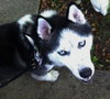 Skye