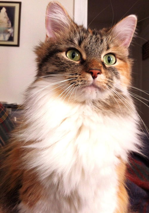 Abigail