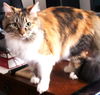 Abigail