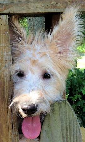 Tilly