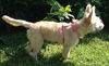 Tilly