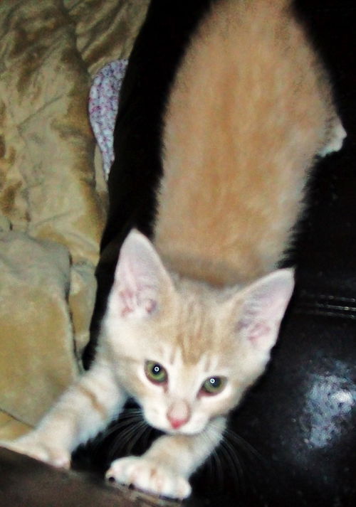Theodore