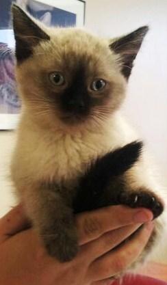 Necie