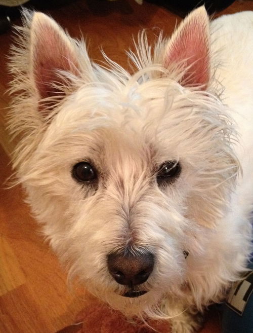 Newman