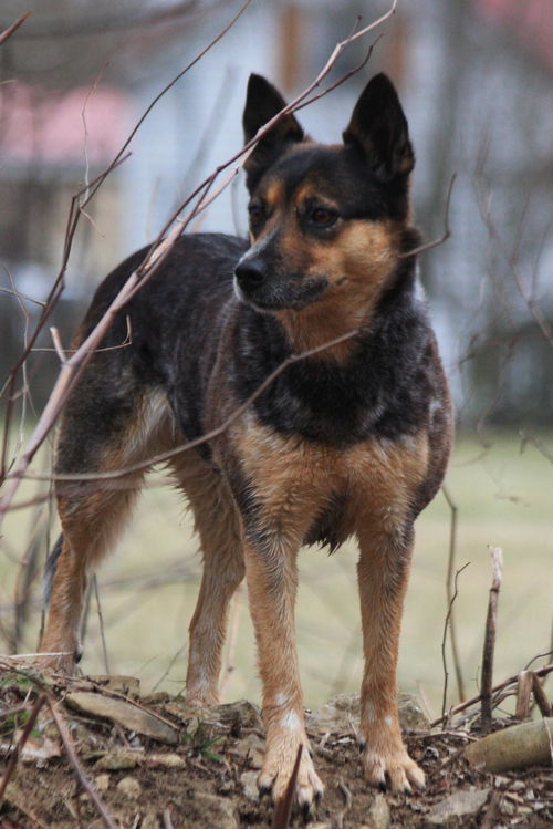 Maggie