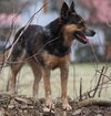 Maggie