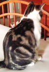 Newman