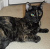 Mocha