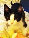 Tucker