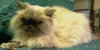 Cosette