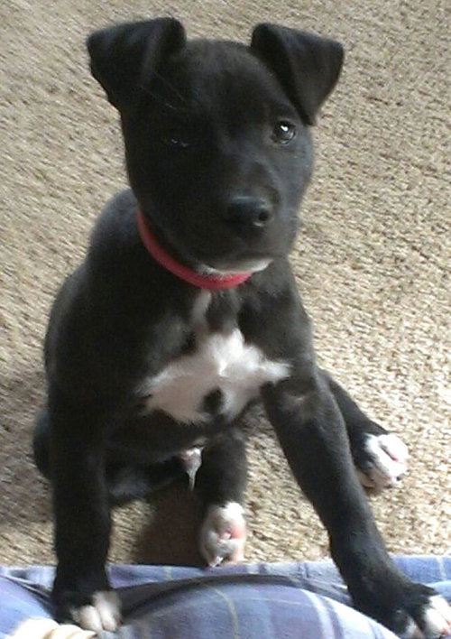 Brody
