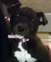 Brody