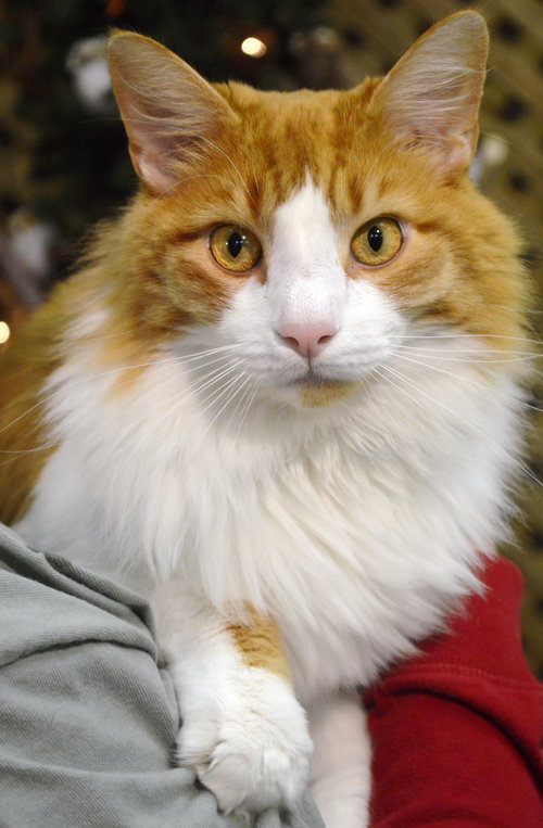 Solomon