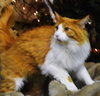 Solomon
