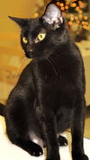 Salem
