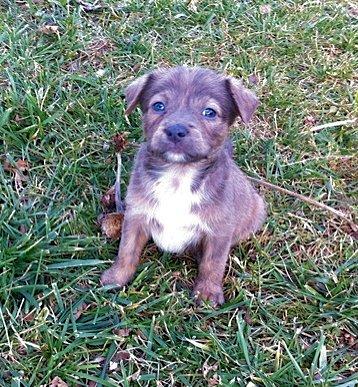 Copper