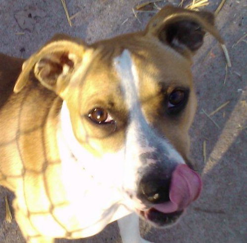 Shasta
