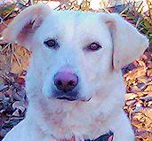 Holly