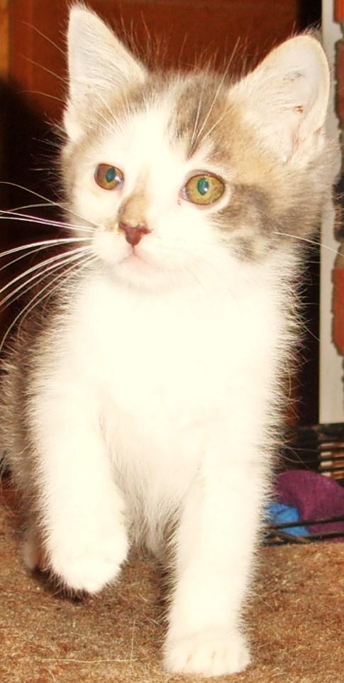 Teddy